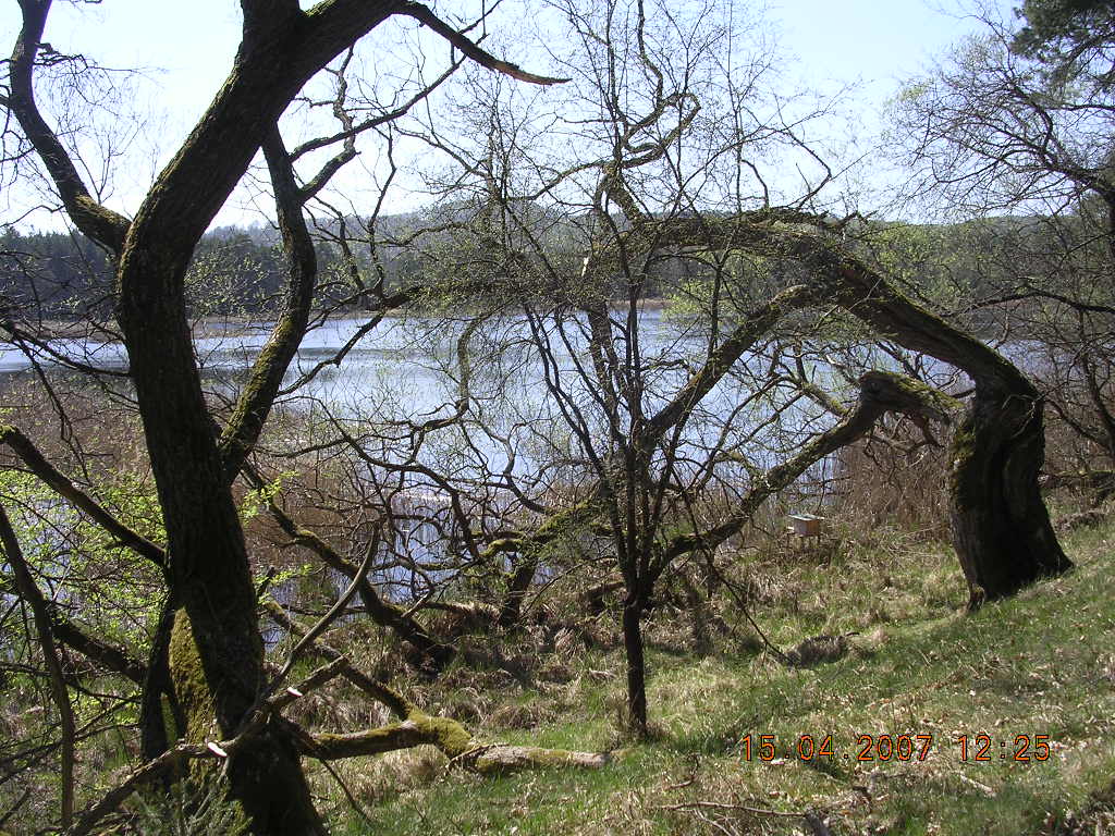 JARO 2007 087.jpg