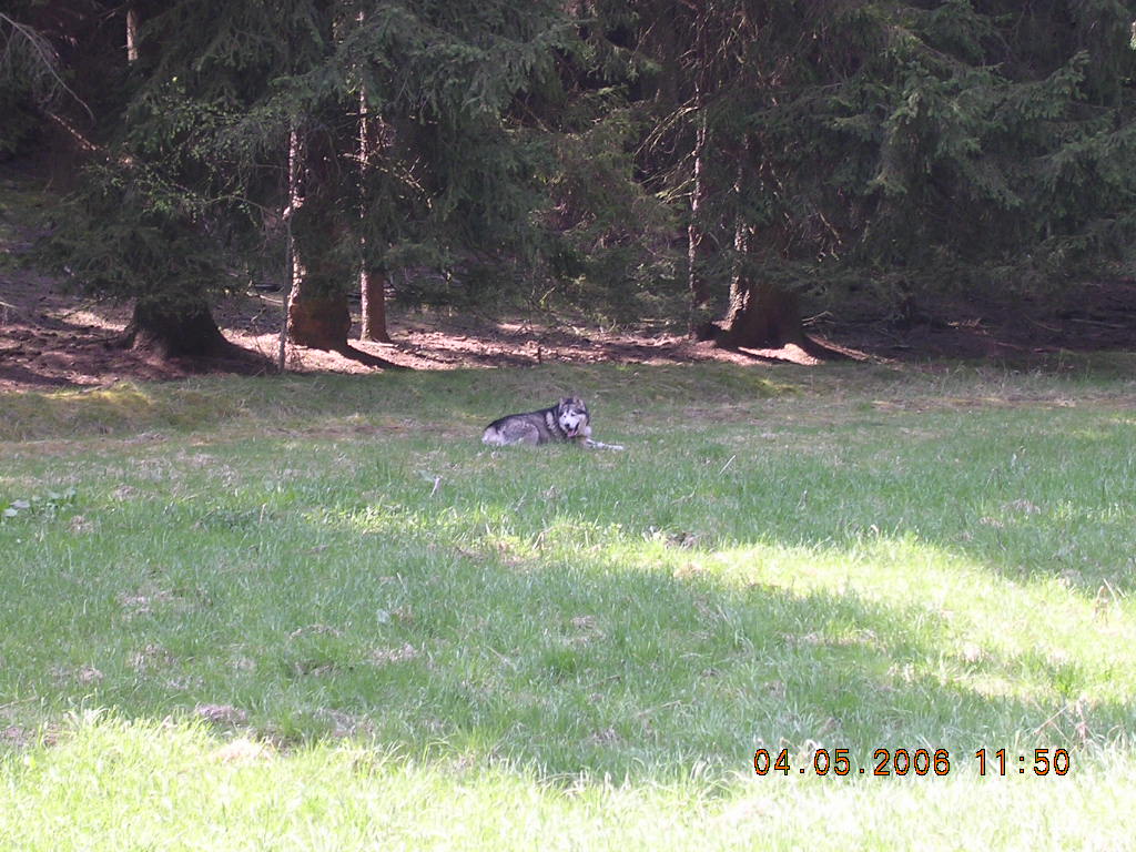 JARO 2006 276.jpg